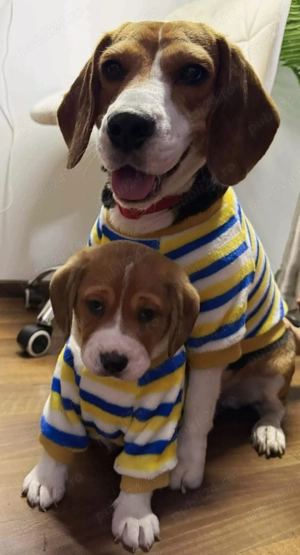 Vand pui beagle  - imagine 3