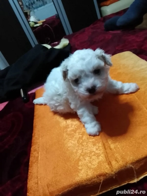 bichon maltez femela