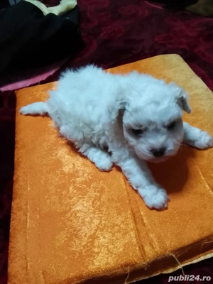 bichon maltez femela - imagine 5