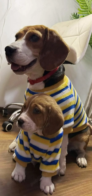 Vand pui beagle  - imagine 2