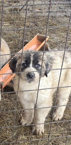 Pui de vanzare metis kangal cu ciobanesc - imagine 2
