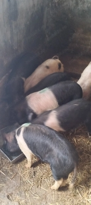 Șoldani de 25-30 kg