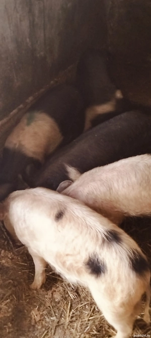 Șoldani de 3 luni jumate 