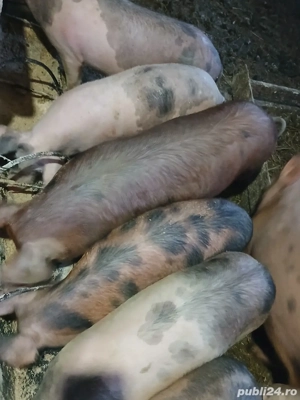 De Vânzare  - imagine 3