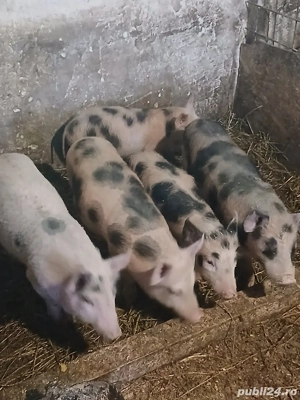 De Vânzare  - imagine 4