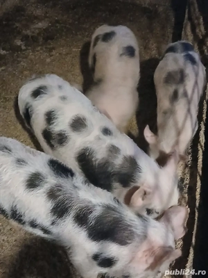 De Vânzare  - imagine 2