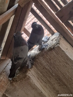 Porumbei de vânzare - imagine 3