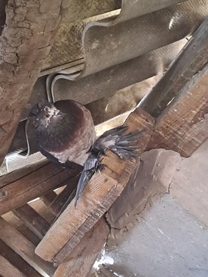 Porumbei de vânzare - imagine 2