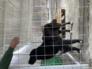 Ciobanesc romanesc corb - imagine 2