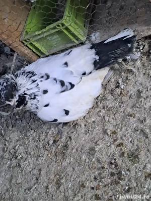 Porumbei de vânzare - imagine 4