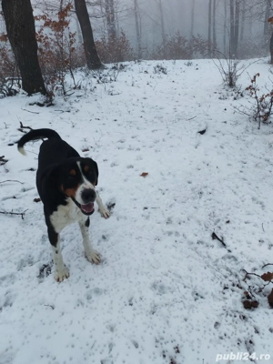 Copoi tricolor sârbesc  - imagine 5