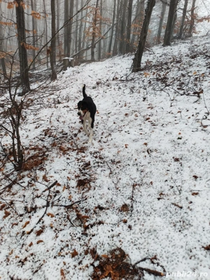 Copoi tricolor sârbesc  - imagine 3