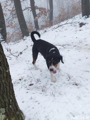 Copoi tricolor sârbesc  - imagine 2