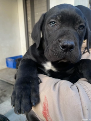 Vând pui Cane corso mascul 