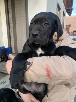 Vând pui Cane corso mascul  - imagine 2