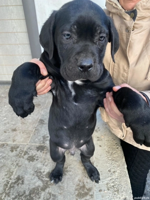 Vând pui Cane corso mascul  - imagine 4
