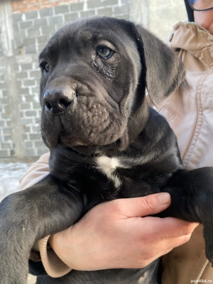 Vând pui Cane corso mascul  - imagine 3