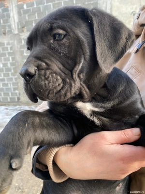 Vând pui Cane corso mascul  - imagine 5