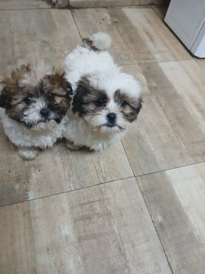 Vând 2 căței din rasa canina Shih-tzu 