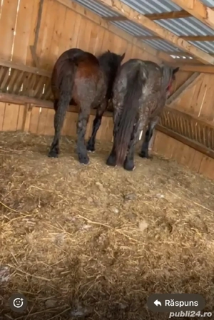 Vând iapă și mânz - imagine 2