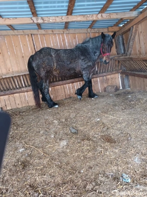 Vând iapă și mânz - imagine 3