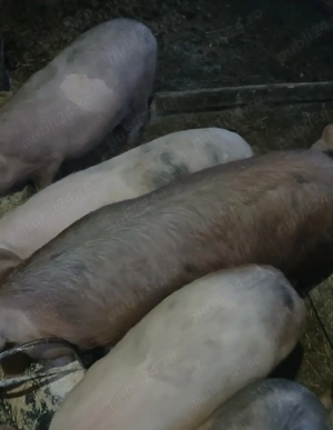 Purcei De Vânzare - imagine 3