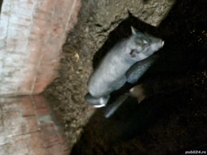 Vând porci vietname-i  - imagine 2