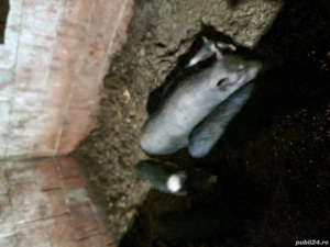 Vând porci vietname-i  - imagine 3