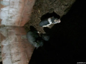 Vând porci vietname-i  - imagine 4