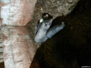 Vând porci vietname-i 