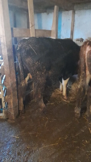 Taur Baltat Romanesc si taur Angus