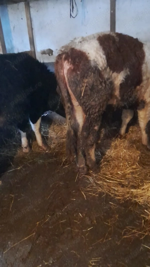 Taur Baltat Romanesc si taur Angus - imagine 4