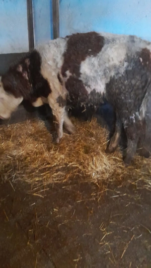 Taur Baltat Romanesc si taur Angus