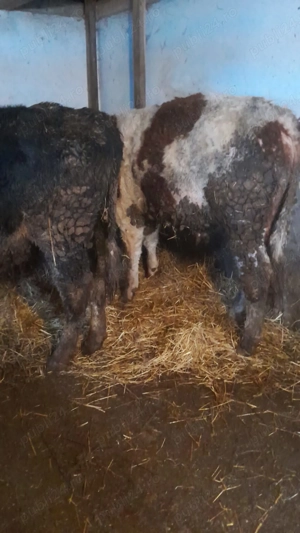 Taur Baltat Romanesc si taur Angus - imagine 5