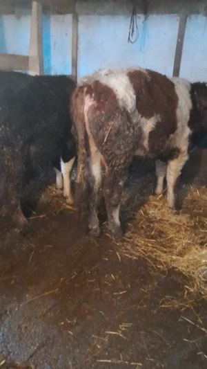 Taur Baltat Romanesc si taur Angus - imagine 2