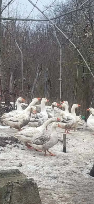 Gaste de vanzare - imagine 3