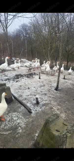 Gaste de vanzare - imagine 4