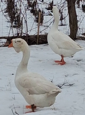 Gaste de vanzare - imagine 2