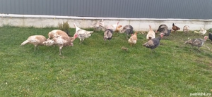 De vanzare curci tinere - imagine 2