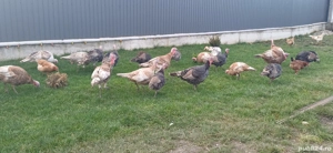 De vanzare curci tinere - imagine 3