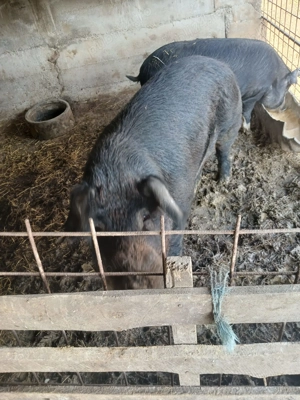 Purcei de carne, Duroc X Pietran - imagine 2