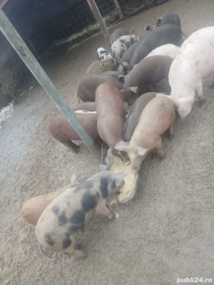 Purcei de carne, Duroc X Pietran