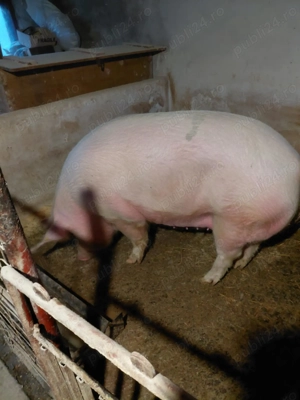 Vând porc gras Marele alb cu Landrace