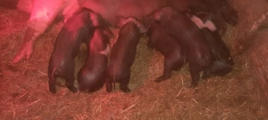 vînd scroafă fătată  - imagine 4