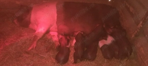 vînd scroafă fătată  - imagine 3