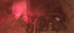 vînd scroafă fătată 