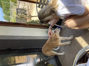 Ciobanesc de Asia Centrala 