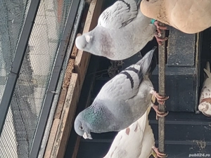 Voiajori toate rasele!