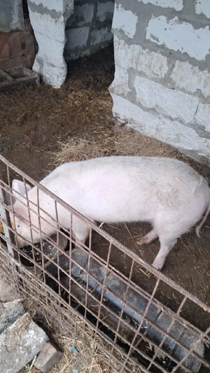 Vand porc de casa Bio - imagine 2