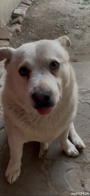 Donez caine metis - imagine 3